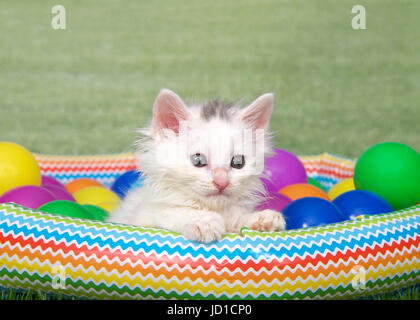 Porträt einer kleinen flauschigen weißen Kätzchen mit Puff von braunem Fell am Kopf sitzen in einem kleinen Blow up Swimmingpool mit bunten Kunststoff, Stockfoto