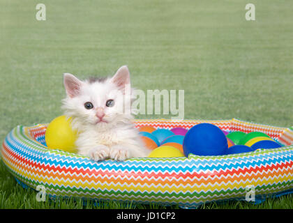Porträt einer kleinen flauschigen weißen Kätzchen mit Puff von braunem Fell am Kopf sitzen in einem kleinen Blow up Swimmingpool mit bunten Kunststoff, Stockfoto