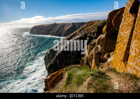 Schroffe Küstenlandschaft am Cape St. Mary Ecological Reserve, Cape St. Mary, Avalon Halbinsel, Neufundland, Kanada Stockfoto