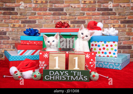 Zwei flauschige weiße und ein graues Kätzchen knallen aus einem Haufen Geschenke, kleine Nikolausmützen, Spielzeug Mäuse und Countdown bis Weihnachten Bausteine. Rot fuzzy Carpe Stockfoto