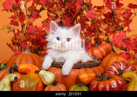 Kleine weiße Katze die Verlegung in eine orange Kürbis geformte Korb von kürbisse Kürbisse und Kürbis mit Herbstlaub und orangen Hintergrund umgeben. Spaß fallen Stockfoto