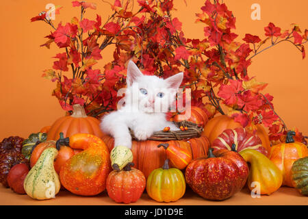 Kleine weiße Katze die Verlegung in eine orange Kürbis geformte Korb von kürbisse Kürbisse und Kürbis mit Herbstlaub und orangen Hintergrund umgeben. Spaß fallen Stockfoto