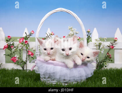 Drei flauschigen weißen Kätzchen in einem weißen Weidenkorb sitzen direkt auf Viewer. Korb auf grünem Gras, weißen Lattenzaun mit rosa Rosen und Stockfoto