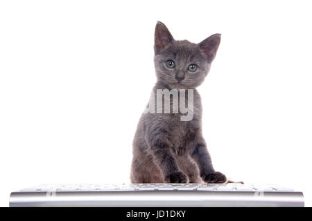 Kleiner dunkler grauer Kätzchen vor der Tastatur sitzen, Tatzen auf Tasten viewer Suchen. auf weißem Hintergrund. fun Computer Technologie. Stockfoto