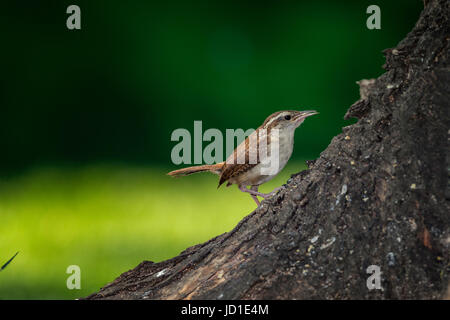 Carolina Wren thront auf Baum Sockel. Stockfoto