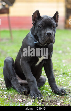 Im Welpenalter von 3 Monaten Cane Corso Rasse der schwarzen Farbe sitzt auf dem Rasen Stockfoto
