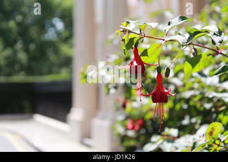 Fuchsie Blüten vor Stadthaus Stockfoto