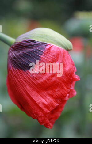 Einzelne Mohn Knospe Stockfoto