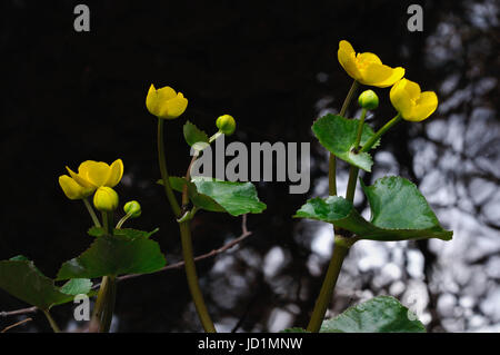 Eine Gruppe von blühenden Blumen in ihrer natürlichen Umgebung, Puumala Region, Finnland Stockfoto