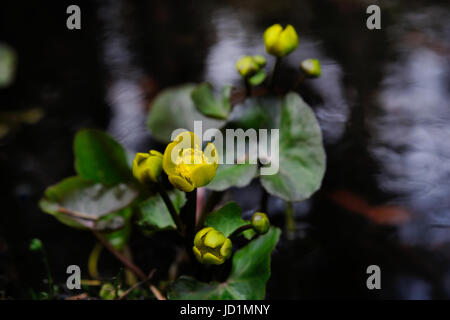 Eine Gruppe von blühenden Blumen in ihrer natürlichen Umgebung, Puumala Region, Finnland Stockfoto