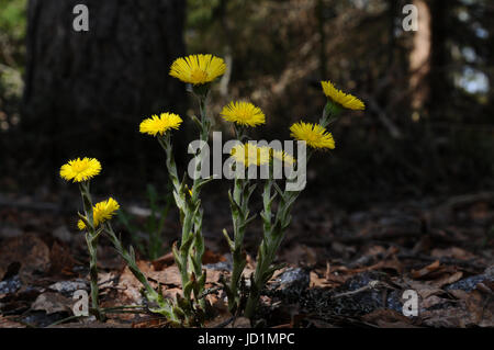 Eine Gruppe von blühenden Huflattich Blüten in ihrer natürlichen Umgebung, Puumala Region, Finnland Stockfoto