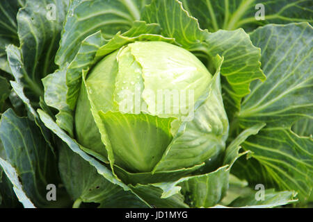 Eine junge Grünkohl mit Smaragd Blättern bedeckt mit Morgentau im Gemüsegarten Stockfoto