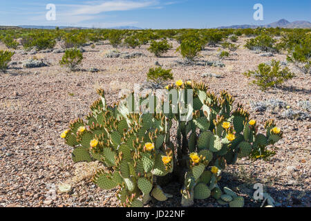 Blinde Feigenkaktus, Opuntia Rufida, im Big Bend National Park in Texas. Stockfoto