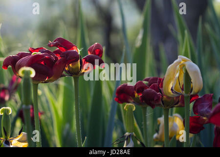 Tulpen in der untergehenden Sonne trocknen Stockfoto