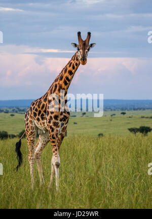 Giraffe in der Savanne. Afrika. Uganda. Murchinson Falls National Park. Stockfoto