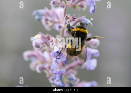 Eine weiße angebundene Hummel auf einer Katzenkraut Blume in einem Garten in England Stockfoto