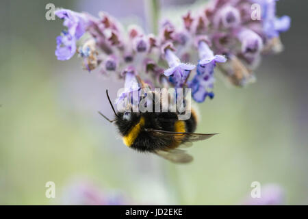 Eine weiße angebundene Hummel auf einer Katzenkraut Blume in einem Garten in England Stockfoto
