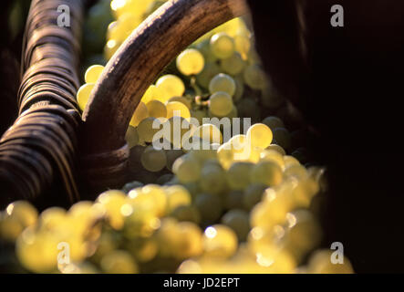 Warenkorb SUN GRAND CRU CHARDONNAY TRAUBEN ERNTE KONZEPT/Schließen Konzept Blick auf die sonnenbeschienenen Grand Cru Chardonnay Trauben in traditionelle Burgunder Warenkorb im Weinberg am Hügel von Corton. Pommard, Côte d'Or, Frankreich Stockfoto