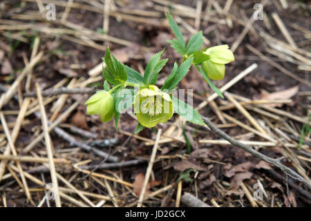 Helleborus cyclophyllus Stockfoto