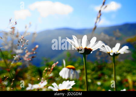 Auf dem Weg zum höchsten Gipfel auf dem Westbalkan - Midjour (2168m), ist die auf der Grenze zwischen Bulgarien und Serbien. Stockfoto