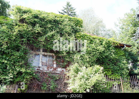 Ivy übernimmt ein altes verlassenes Haus irgendwo auf den Straßen in Sofia, Bulgarien Stockfoto