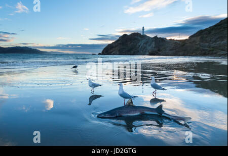 Sand Shark waschen an einem Strand mit Möwen in der Nähe. Stockfoto