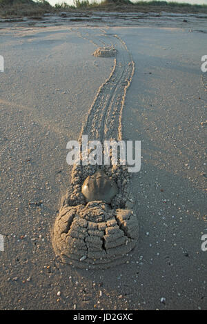 Atlantische Pfeilschwanzkrebse (Limulus Polyphemus) und die Krabben kommen an Land, bei Flut, Delaware Bay, New Jersey zu züchten, diese Paarung ist ein Stockfoto