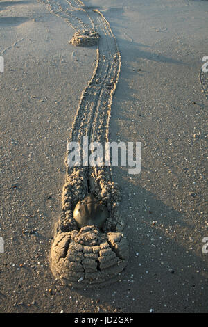 Atlantische Pfeilschwanzkrebse (Limulus Polyphemus) und die Krabben kommen an Land, bei Flut, Delaware Bay, New Jersey zu züchten, diese Paarung ist ein Stockfoto