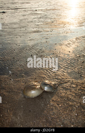 Atlantische Pfeilschwanzkrebse (Limulus Polyphemus) und die Krabben kommen an Land, bei Flut, Delaware Bay, New Jersey zu züchten, diese Paarung ist ein Stockfoto