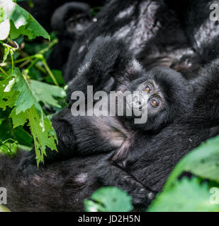 Porträt des Baby-Berggorillas. Uganda. Bwindi Inpenetrable Forest National Park. Stockfoto