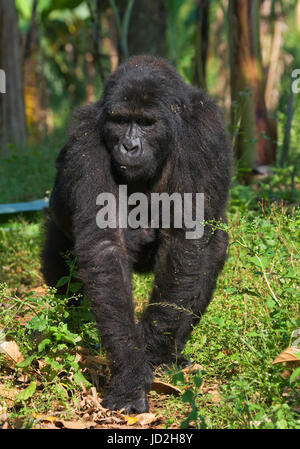 Dominanter männlicher Berggorilla im Regenwald. Uganda. Bwindi Inpenetrable Forest National Park. Stockfoto