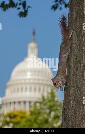 Östlichen grauen Eichhörnchen (Sciurus Carolinensis), mit US Capitol Gebäude im Hintergrund, Washington D.C. Stockfoto