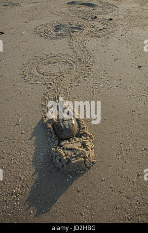 Atlantische Pfeilschwanzkrebse (Limulus Polyphemus) und die Krabben kommen an Land, bei Flut, Delaware Bay, New Jersey zu züchten, diese Paarung ist ein Stockfoto