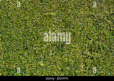 Hintergrund der vielen kleinen Blättern und Bäumen, fantastische Dekoration, schöne Hintergründe und Texturen Stockfoto