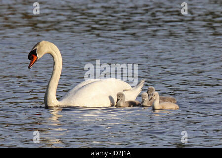 Eine Mute swan Elternteil schwimmen in einem See mit einer Familie junger Cygnets Stockfoto