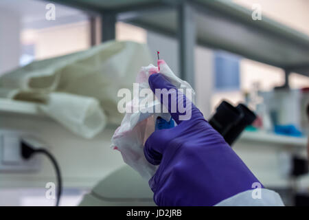 Arzt mit einer Nadel in der Hand in dem er hat Blut an die Spitze der Nadel ist befindet sich Tropfen des Blutes Stockfoto