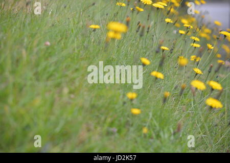 Löwenzahn Stockfoto