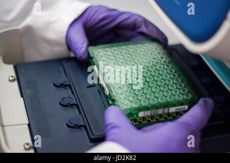 Wissenschaftler oder Forscher oder PHD Student nehmen Sie DNA-Proben von Kolben für die Analyse in einem Biotechnologie-Labor Stockfoto