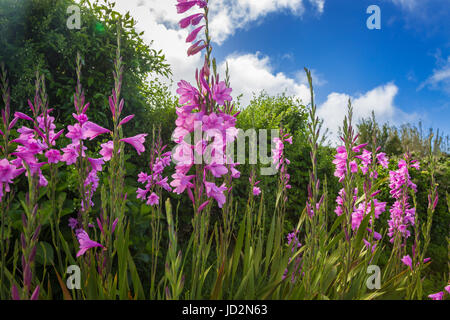 Blühende Wegränder auf der Insel Sao Miguel. Sao Miguel ist Teil des Azoren-Archipels. Stockfoto