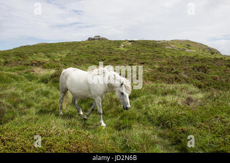 Wildes grau Pony in der Nähe von Sattel-Tor auf Dartmoor Devon Stockfoto