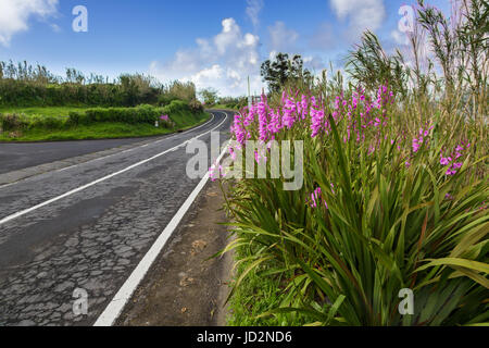 Blühende Wegränder auf der Insel Sao Miguel. Sao Miguel ist Teil des Azoren-Archipels. Stockfoto