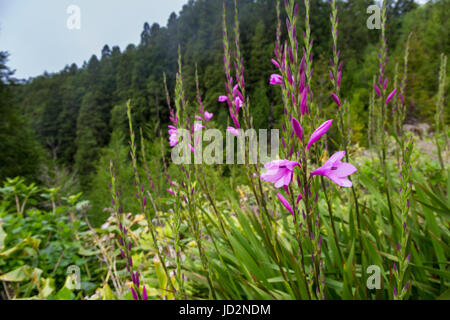 Blühende Wegränder auf der Insel Sao Miguel. Sao Miguel ist Teil des Azoren-Archipels. Stockfoto