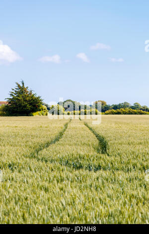 Landwirtschaft: Fahrzeug verfolgt in einem Feld von Weizen, Bosham, einem Dorf an der Südküste in Chichester Bezirk West Sussex, Südengland, Großbritannien Stockfoto