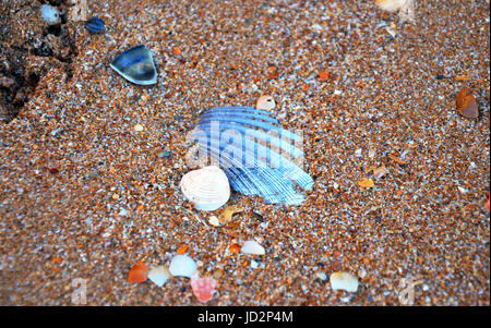 Bunte Muscheln bei Lagos Strand (Praia da Batata), Algarve, Portugal während des Sonnenuntergangs Stockfoto