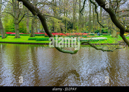 Blumengarten mit bunten Tulpen blühen, Keukenhof Gärten zeigen, Lisse, Südholland, Niederlande Stockfoto