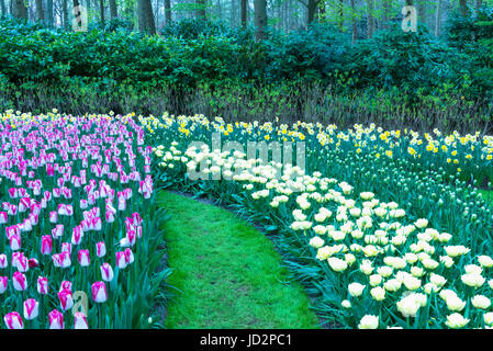 Reihen von bunten Tulpen blühen, Keukenhof Gärten zeigen, Lisse, Südholland, Niederlande Stockfoto