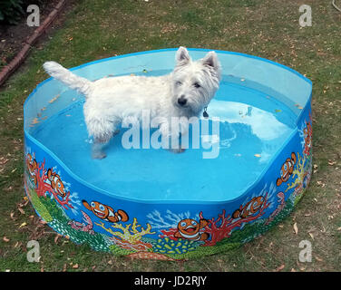 Arthur, ein West Highland Terrier, kühlt in einem Planschbecken in West London als Temperaturen im nahe gelegenen Kew Gärten mehr als 29 Grad erreicht. Stockfoto