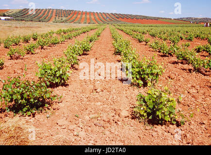 Weinberg und Olive Grove. Valdepeñas, Provinz Ciudad Real, Castilla La Mancha, Spanien. Stockfoto