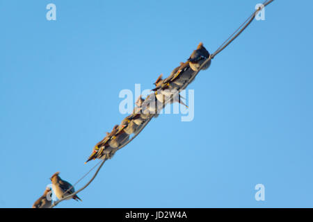 viele kleine Vögel sitzen auf Drähte in der Winterluft Stockfoto