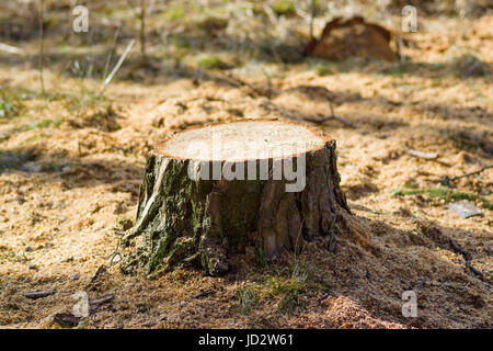 Der Stumpf wurde von einem kürzlich gefällten Baum im Wald gelassen. Stockfoto